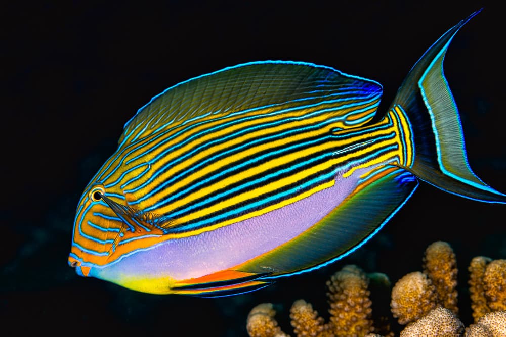 Striped surgeonfish - Acanthurus lineatus