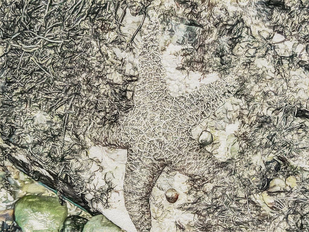 Moonstone Tidepool 04 (p)