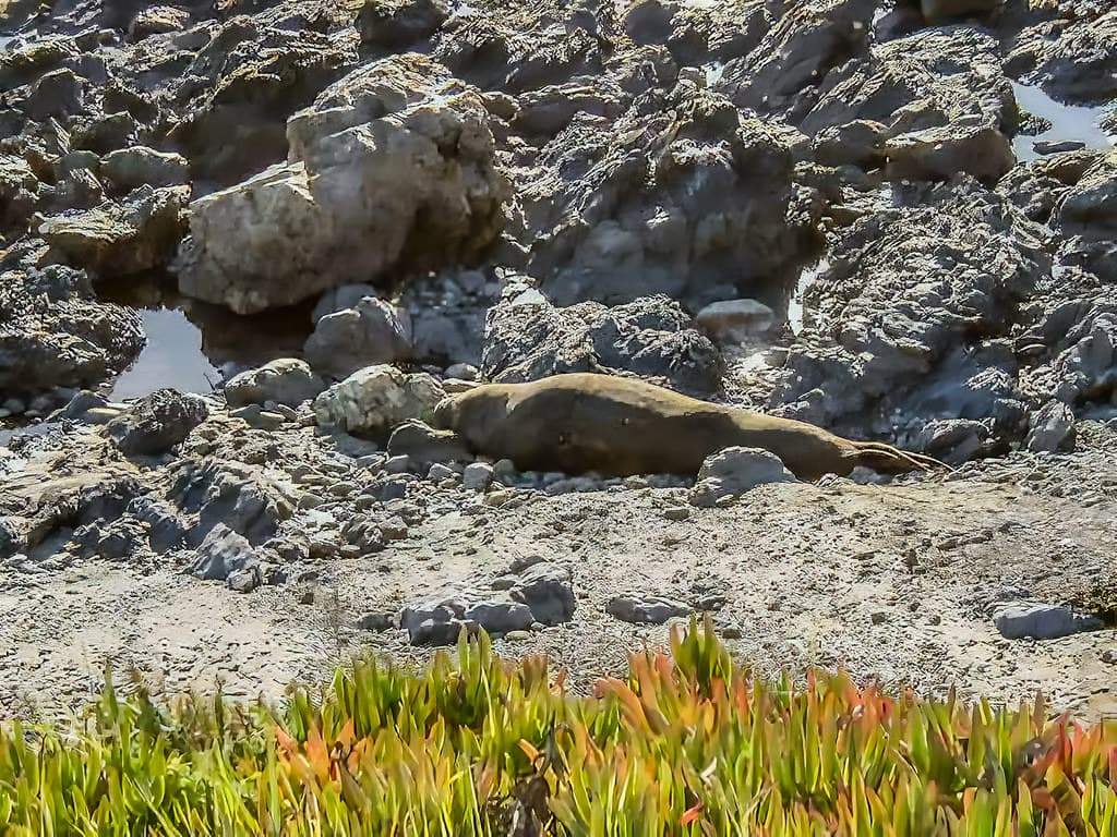 Elephant Seal Siesta