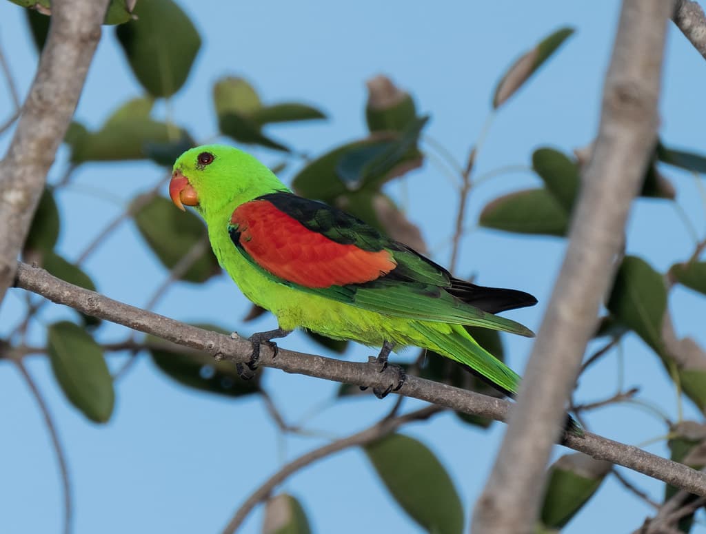 Red-Winged Parrot (Aprosmictus erythropterus) (30-33 cm) (male)