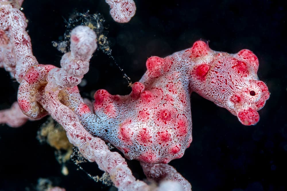 Pygmy Seahorse - Hippocampus bargibanti
