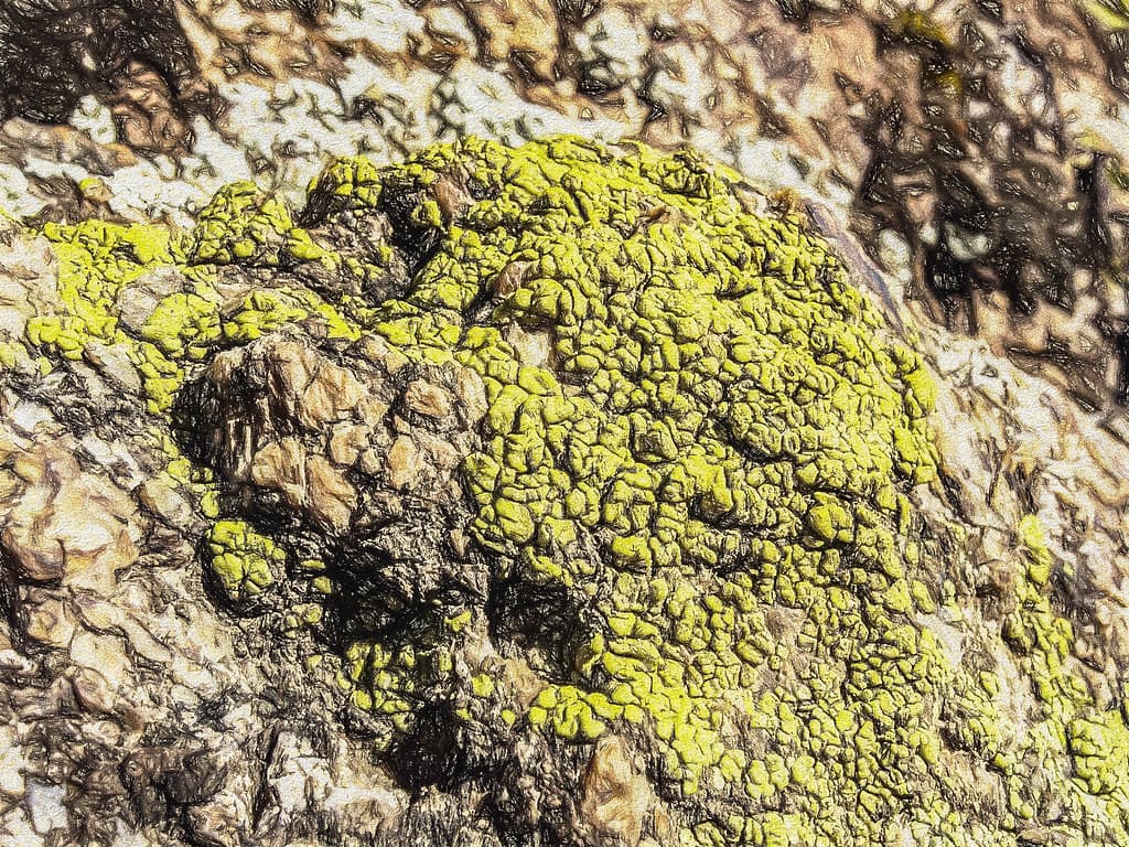 Surface Disturbance (p)