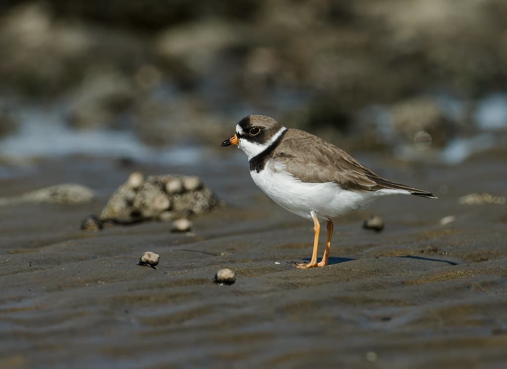 Semipalmated Plover