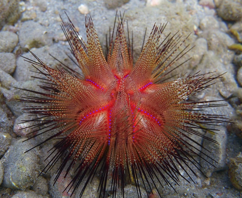 Astropyga radiata
