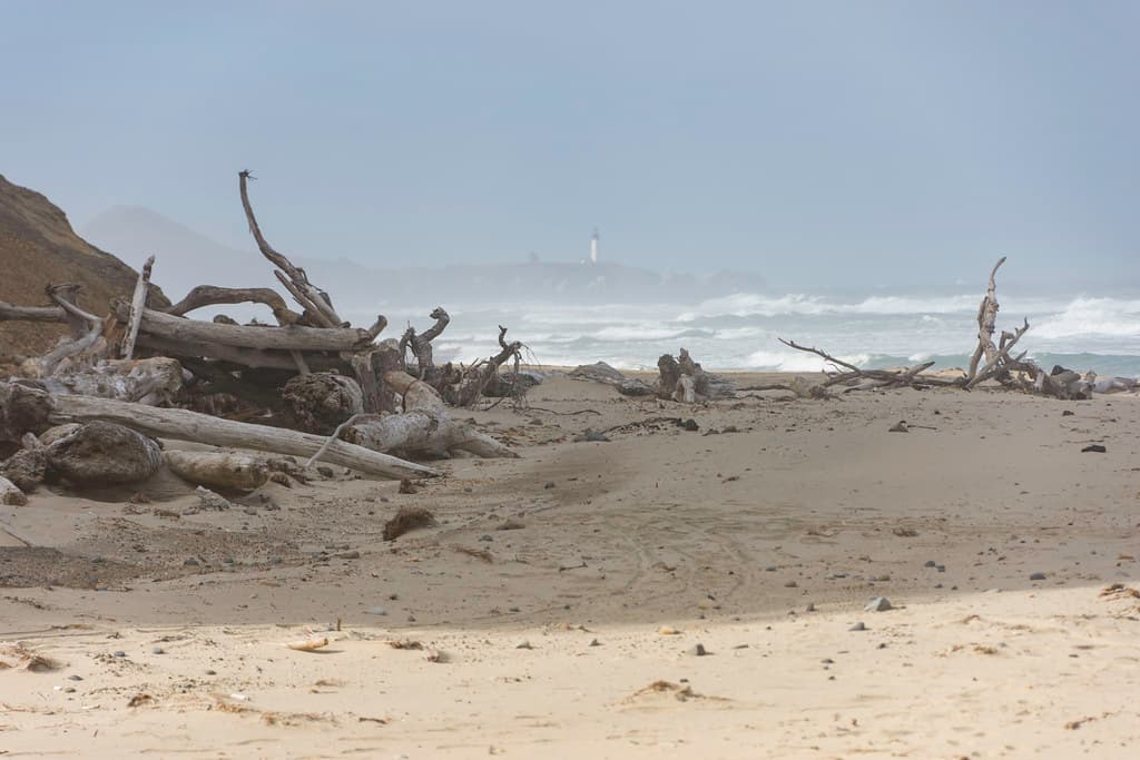 Driftwood Beach