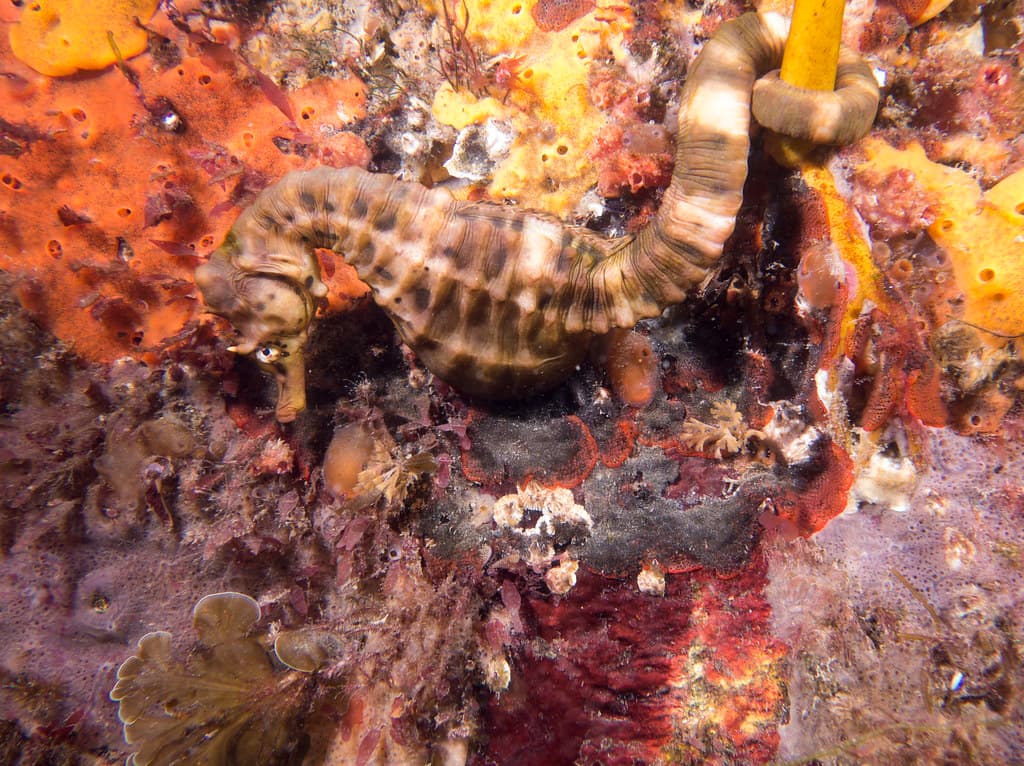 Colourful seahorse garden Hippocampus abdominalis