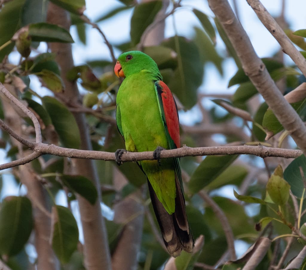Red-Winged Parrot (Aprosmictus erythropterus) (30-33 cm) (male).