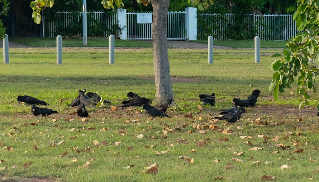 Red-Tailed Black Cockatoos - Casuarina Coastal Reserve, Darwin, NT, Australia