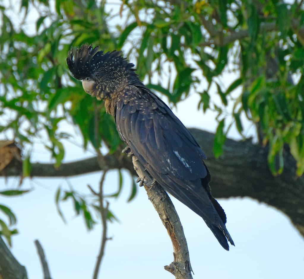 Red-Tailed Black Cockatoo - Casuarina Coastal Reserve, Darwin, NT, Australia