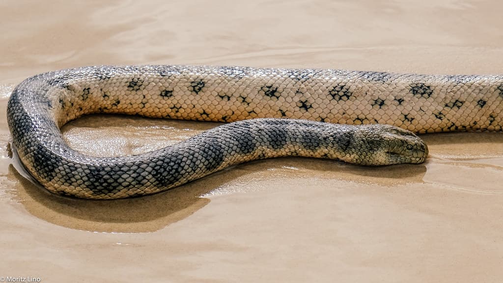 Sea Snake on the beach