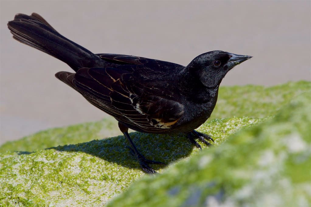 Red-winged blackbird