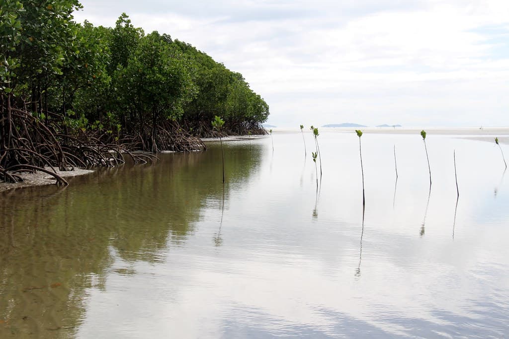 Mangrove