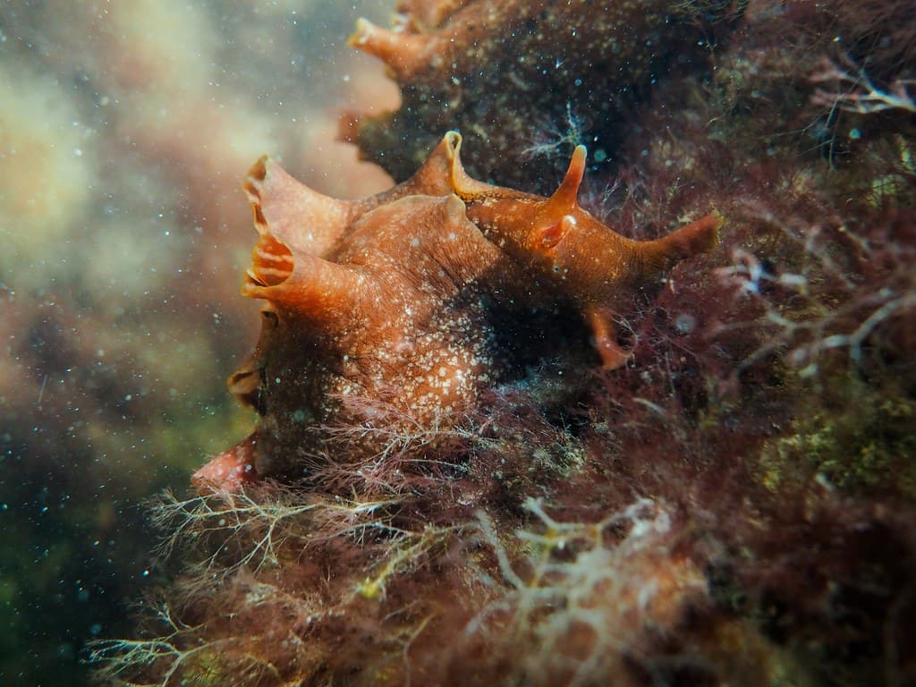 Sea Hares Spotted at St. Andrews