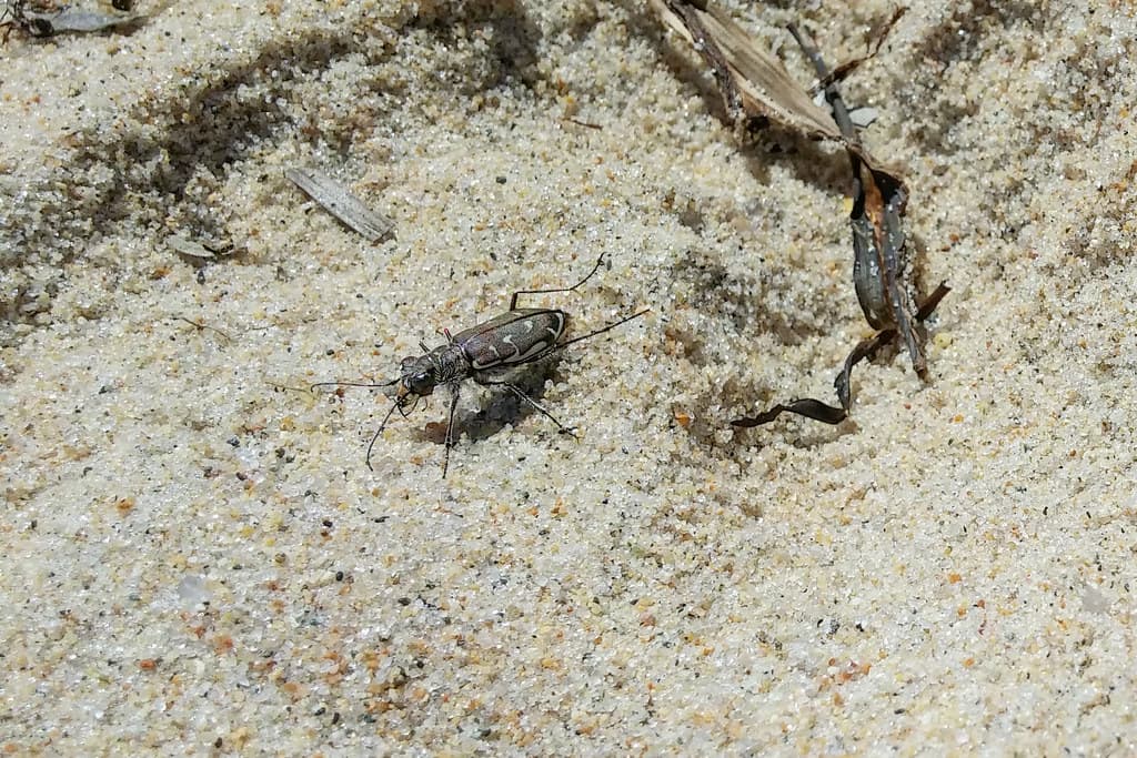 Cicindelidae: Cicindela hirticollis rhodensis (Hairy-necked Tiger Beetle)