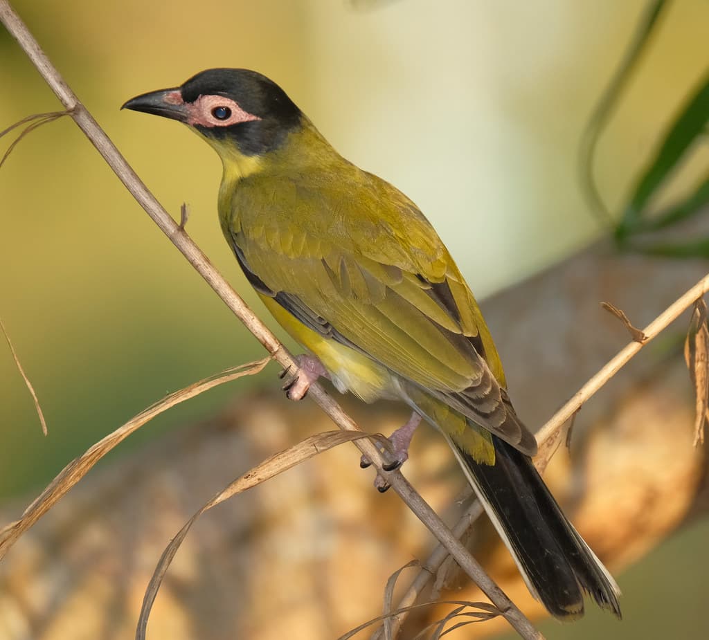 Australasian Figbird (Specotheres vieilloti) (male) (25 centimetres) - Casuarina Coastal Reserve, Darwin, NT, Australia
