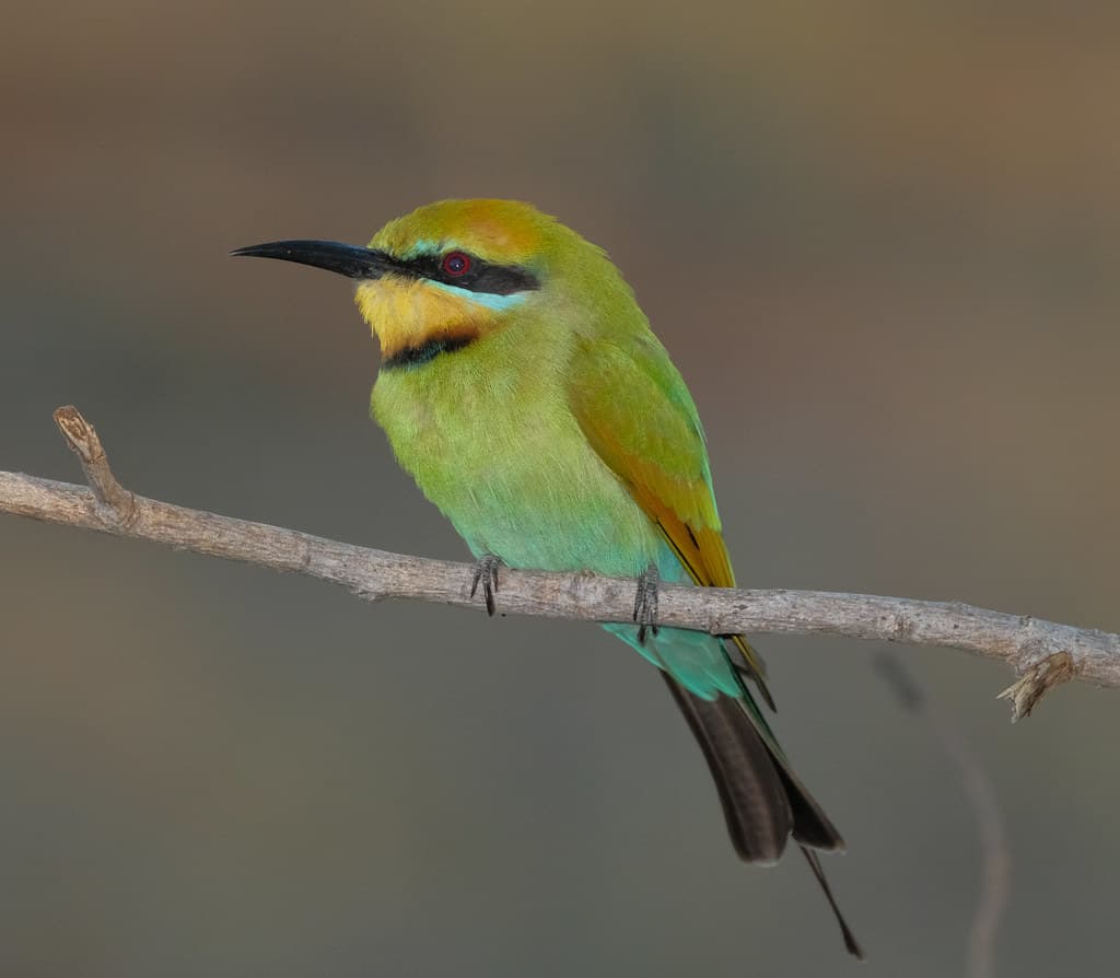 Rainbow Bee-eater - Casuarina Coastal Reserve, Darwin Harbour, NT, Australia