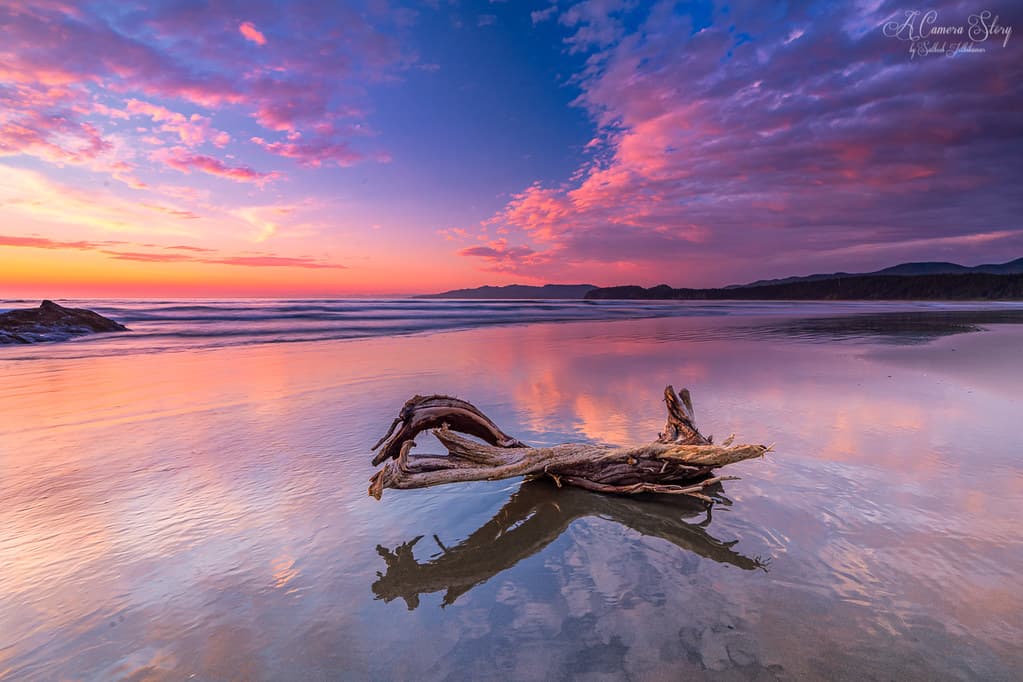 Life of a driftwood