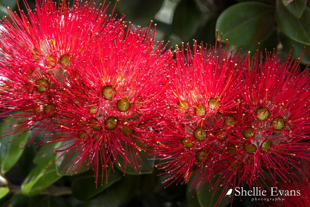 Pohutukawa Flowers- Houhora Heads, Far North