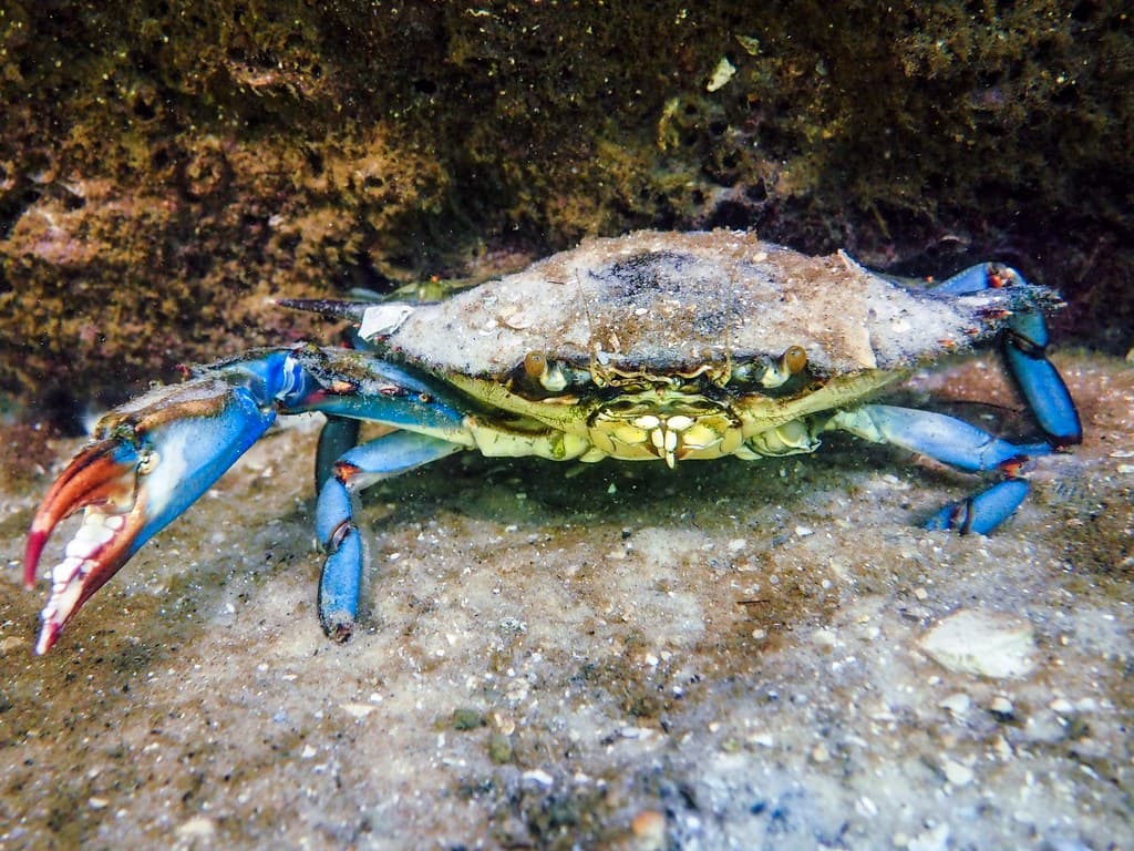The Claw Might Change Your Mind
