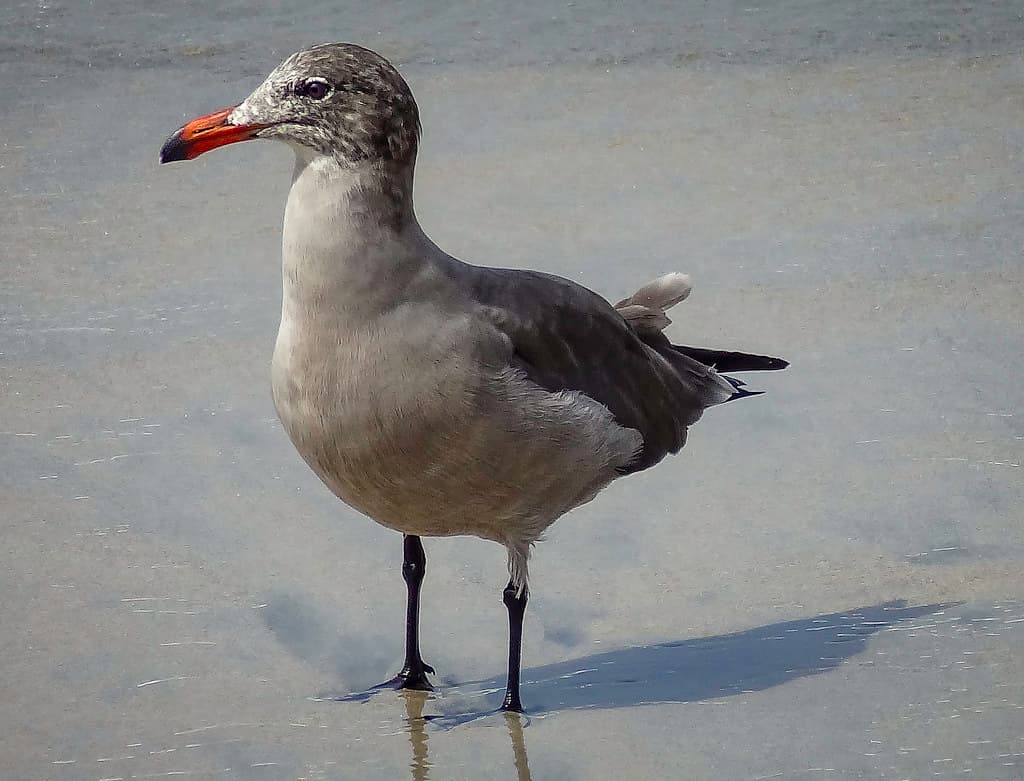 Seagull's portrait
