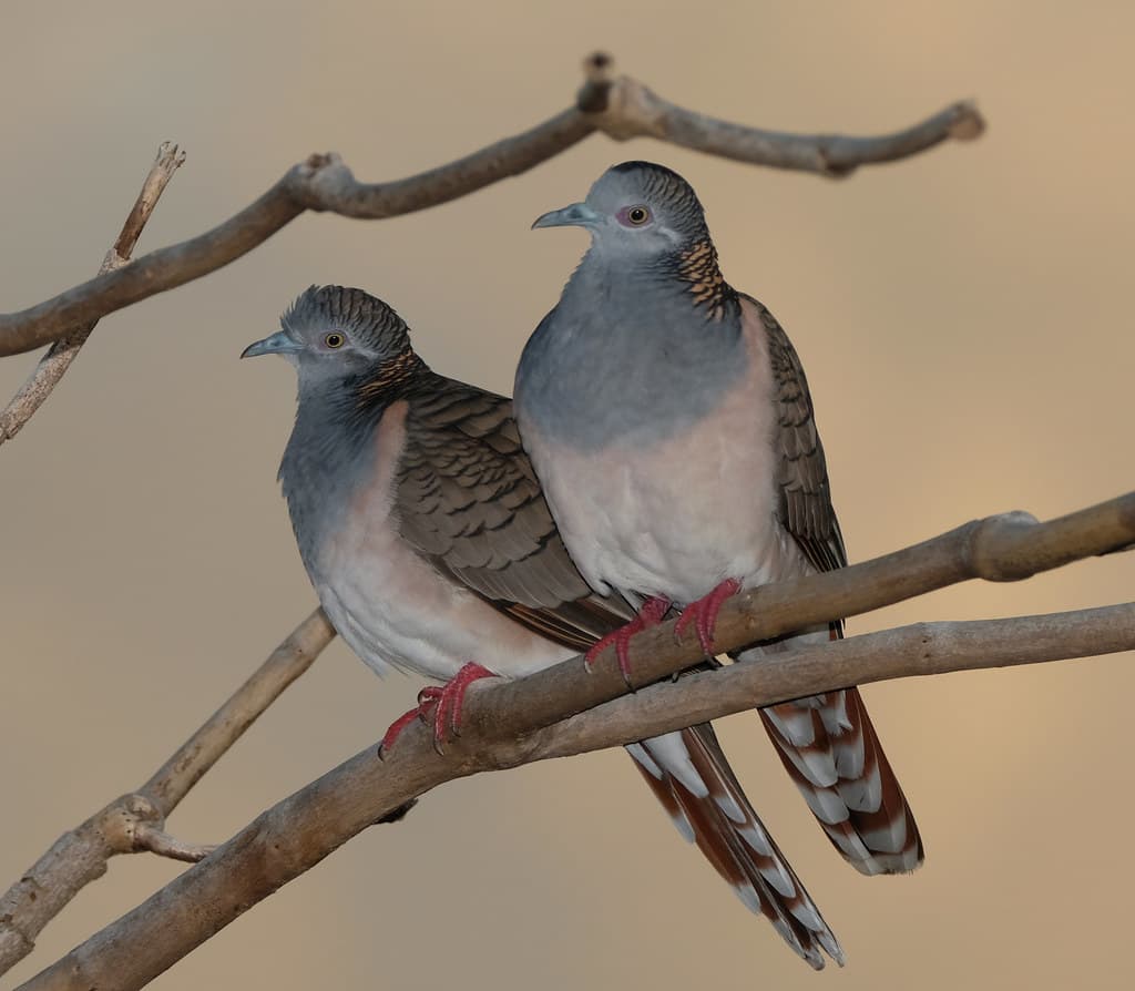 Bar-Shouldered Doves - Casuarina Coastal Reserve, Darwin, Northern Territory, Australia copy