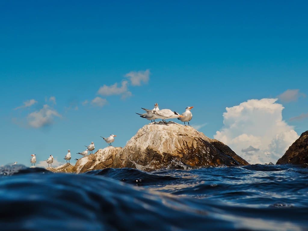 Periscope UP: Royal Terns on the Rocks