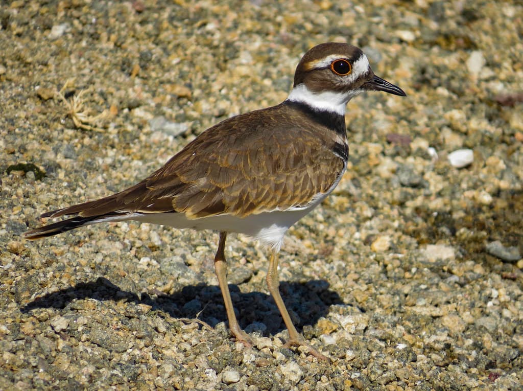 Killdeer