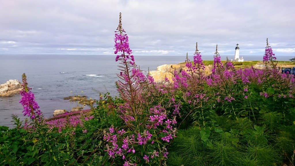 Oregon Coast wildflowers