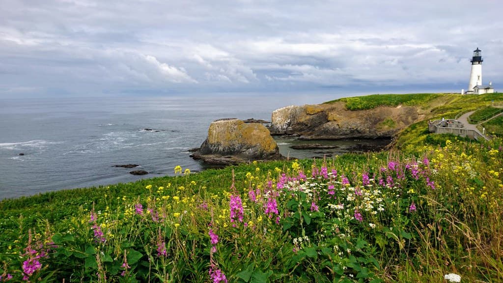 Oregon Coast wildflowers