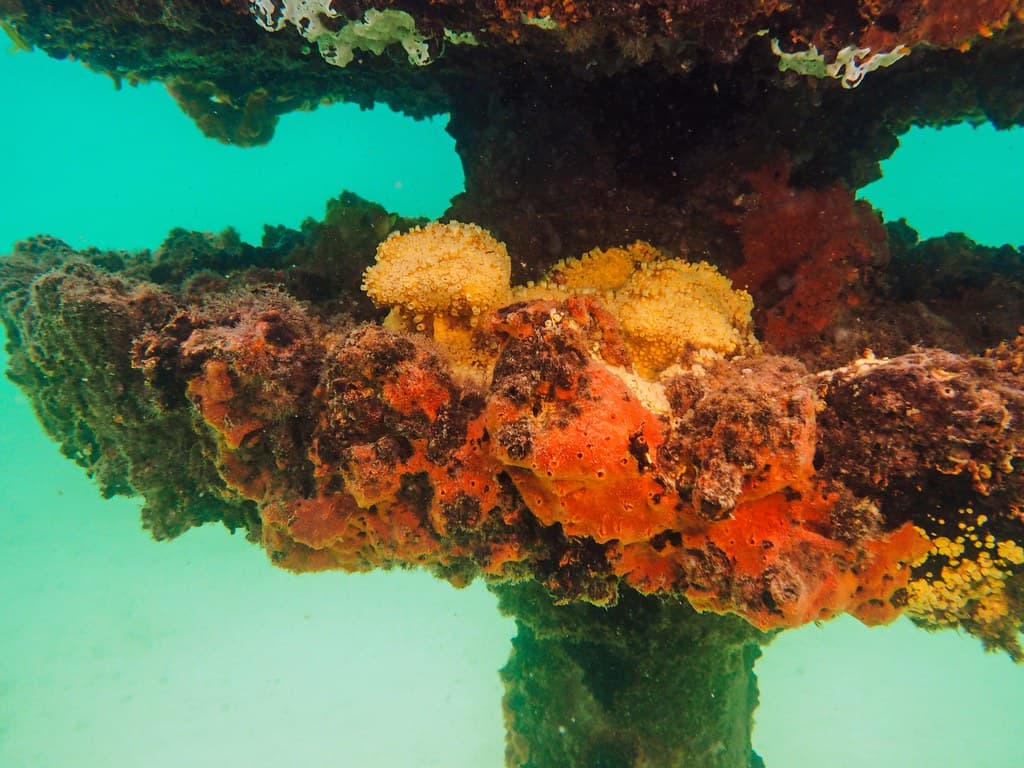 Swarming With Life  at Navarre Beach Marine Sanctuary