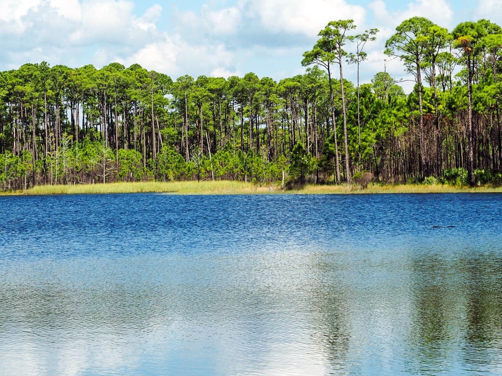 Morris Lake Gone to the Gator