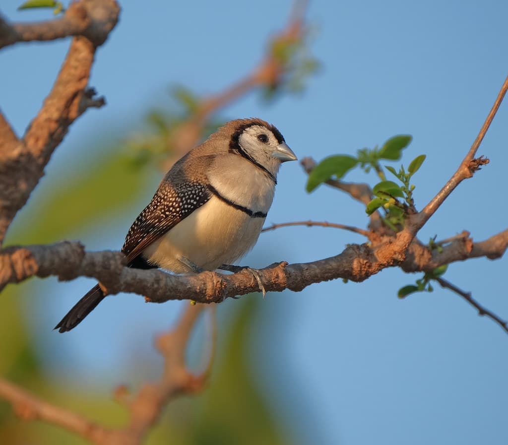 Double-Barred Finch (10 cm) - Casuarina Coastal Reserve, Darwin, NT, Australia