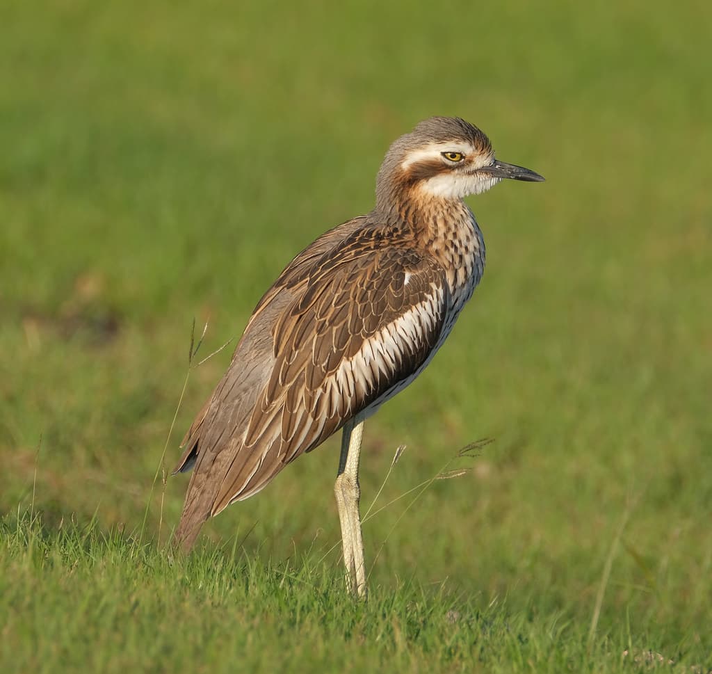 Bush stone curlew (aka Australian Roadrunner) - Casuarina Coastal Reserve, Darwin, NT, Australia