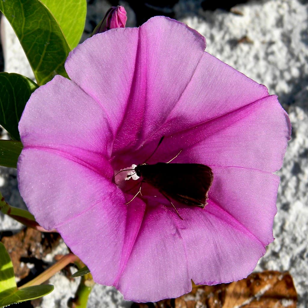 Ipomoea pes-caprae subsp. brasiliensis