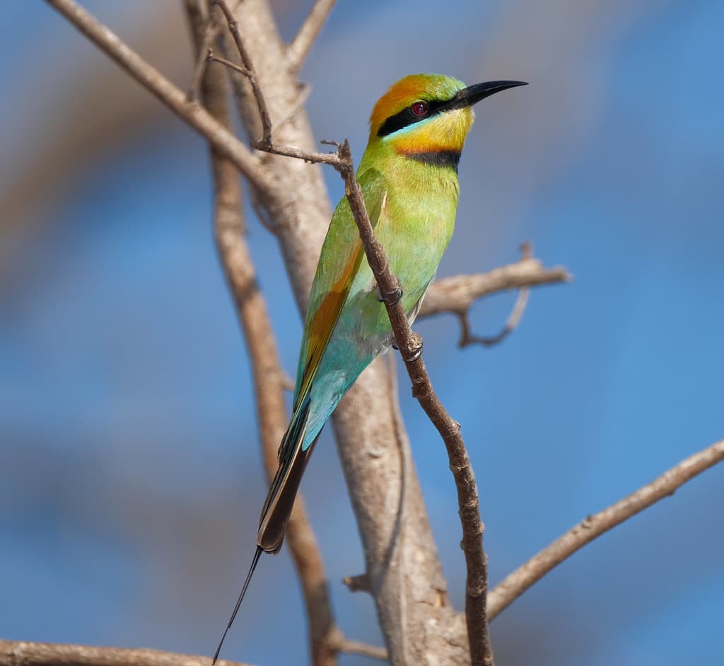 Rainbow Bee-Eater - Lee Point Track, Casuarina Coastal Reserve, Darwin, NT, Australia