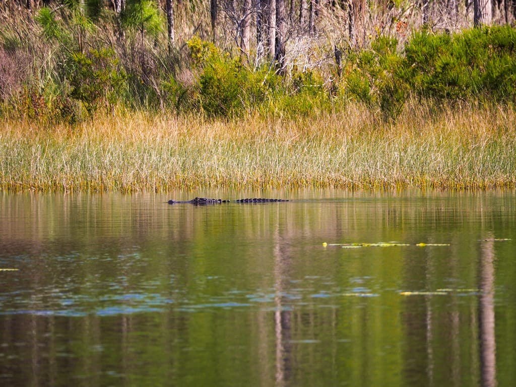 The Monster Snorkeler of Morris Lake
