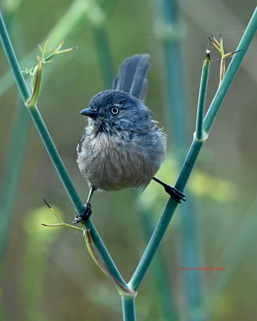 Wrentit