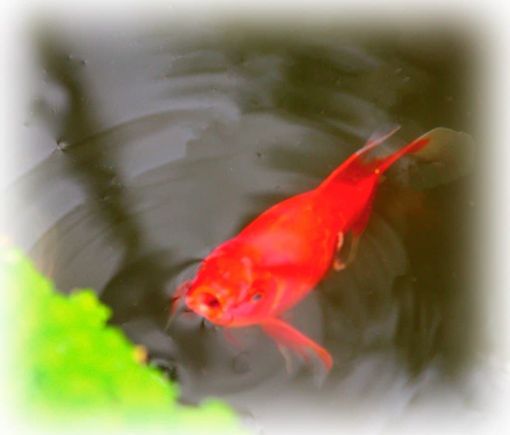 Sonnenberg Gardens & Mansion ~ Historic Park ~ Canandaigua NY  ~ Fish Pond