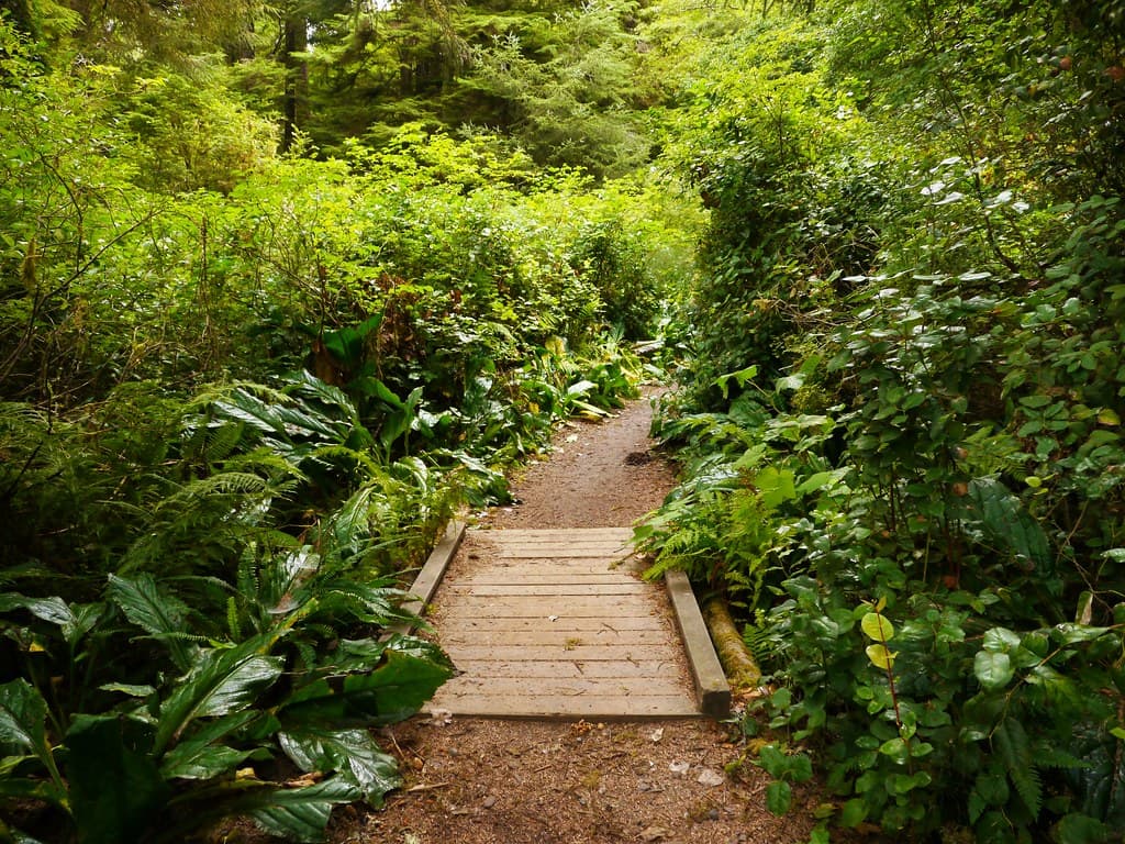 Footbridge and trail beside Lake Marie in Umpqua Lighthouse State Park