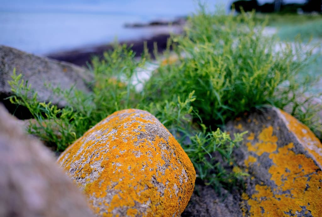 Åkrogen Strand — photo by Lars Plougmann