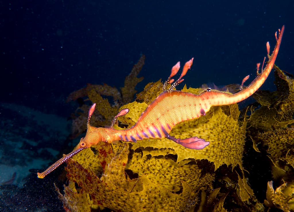 Weedy seadragon Phyllopteryx taeniolatus at Manly #marineexplorer #underwatersydney