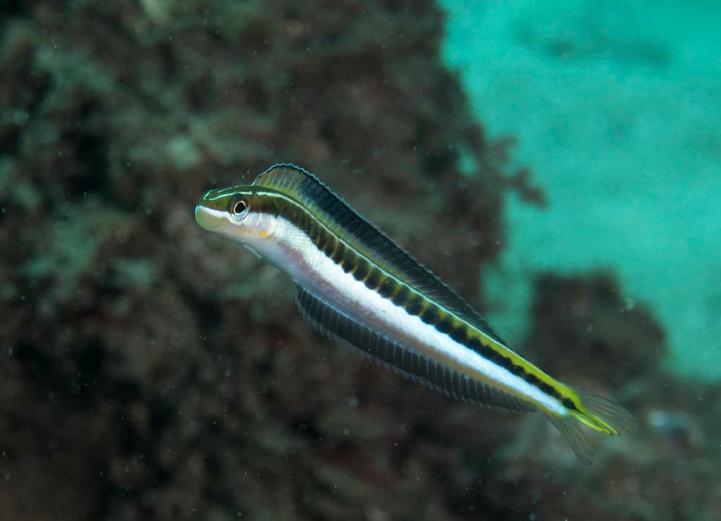 Plagiotremus tapeinosoma - Hit and run fangblenny #marineexplorer #underwatersydney
