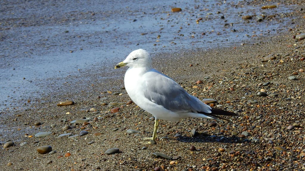 Presque Isle State Park