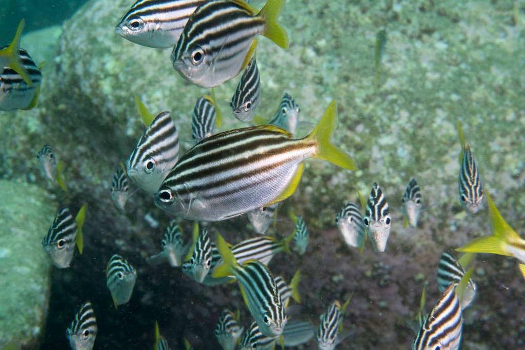 Atypichthys strigatus - Mado sweep often missed #marineexplorer #underwatersydney