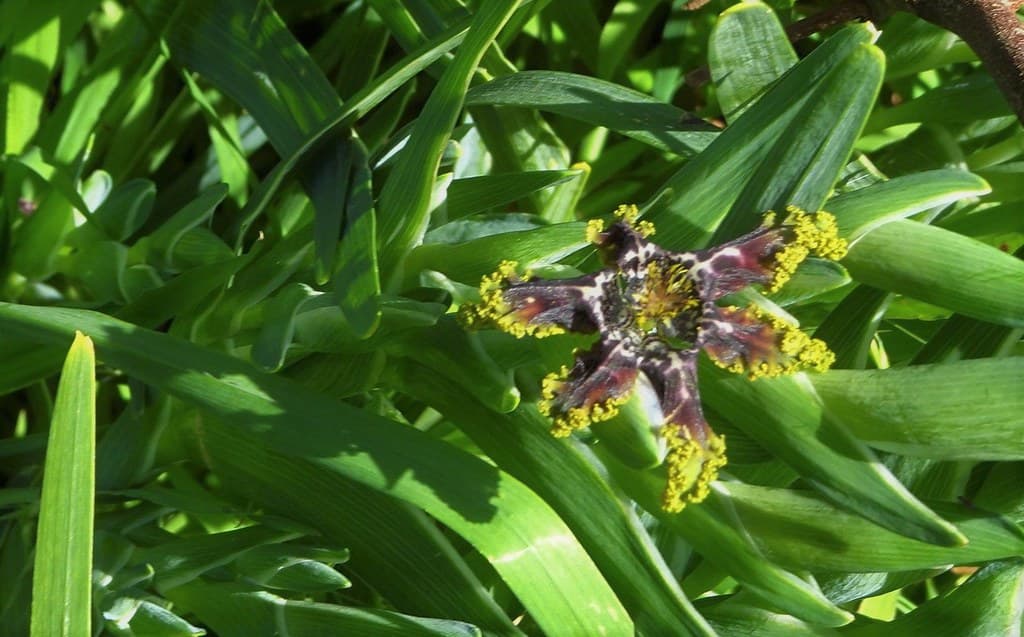 Port Lincoln. The rare and unusual  Starfish Iris or Sea Spider flower near Mikkira station homestead south of Port Lincoln. Its botanical name is Ferraria crispa from Cape Province South Africa. It is a member of the iridaceae family.