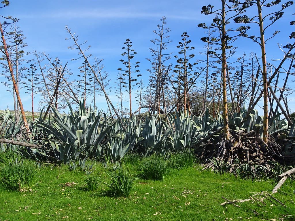 Port Lincoln Eyre Peninsula. Giant aloes on Mikkira station.