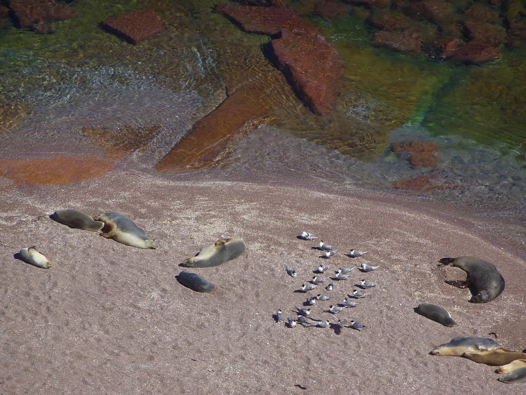 Point Labatt Reserve. Eyre Peninsula. Australian Sea Lion colony and seagulls on the beach at Point Labatt. Seen from the cliff tops lookout.