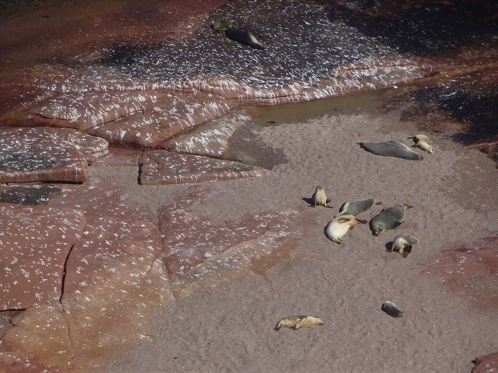 Point Labatt on Eyre Peninsula.  Home to an Australia Sea Lion colony.