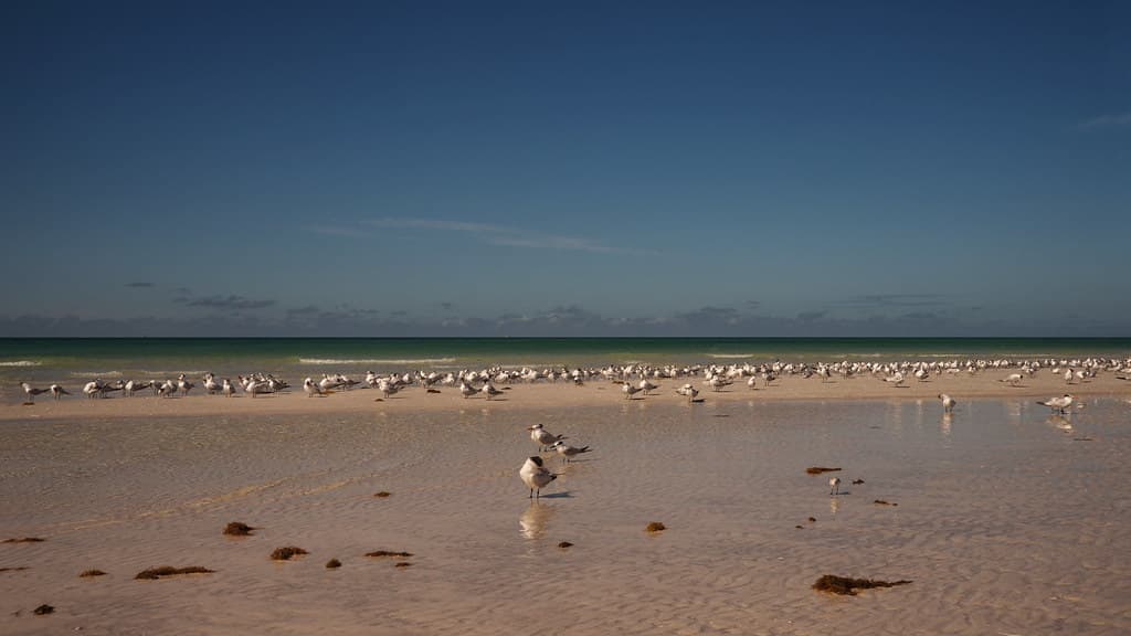 Gulf gull convocation
