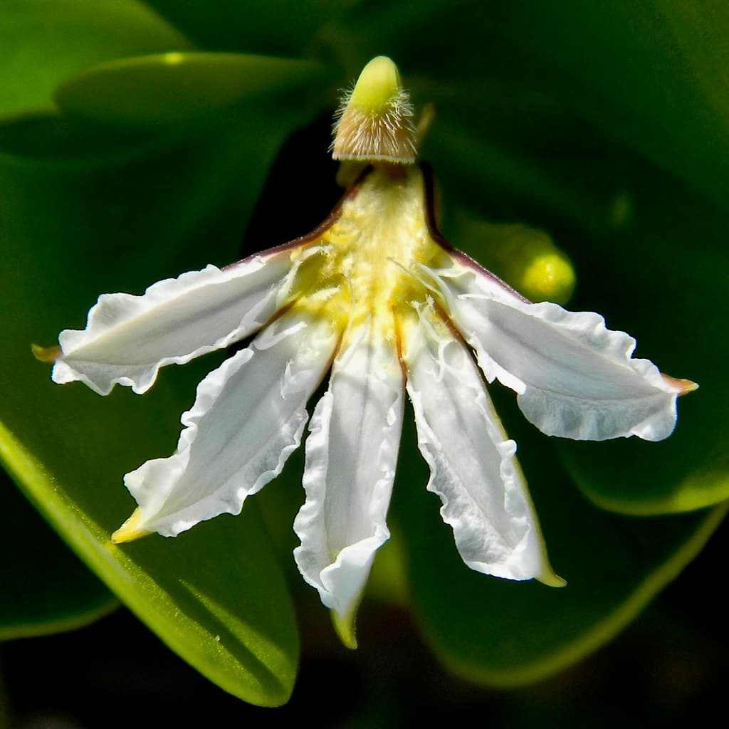 Inkberry - Scaevola plumieri